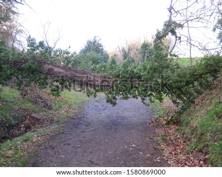 fallen tree barring a path