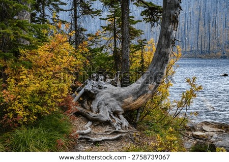 Fallen tree beats the odds and continues to climb skyward.  From this angle the stump - surrounded by colourful Fall foliage - resembles an elephant trunk.