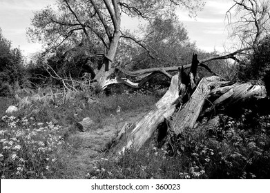 Fallen tree in black and white