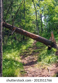 Fallen tree is blocked the forest path.