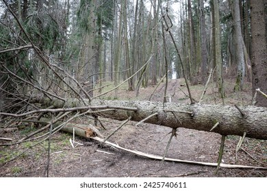 A fallen tree blocking a forest road, a broken spruce in the forest lying on the ground