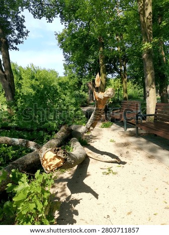 Fallen Tree Blocking Park Path After Storm and Thunderstorm Damage