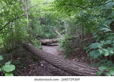 Fallen tree blocking path in forest, natural scene with obstacle