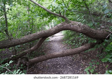 Fallen tree blocking path in forest, natural scene with obstacle