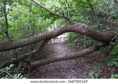 Fallen tree blocking path in forest, natural scene with obstacle