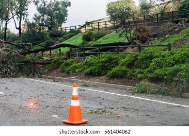 Fallen Tree Blocking Road