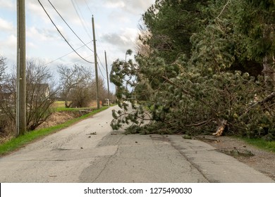 A Fallen Tree Blocking A Road After A Wind Storm