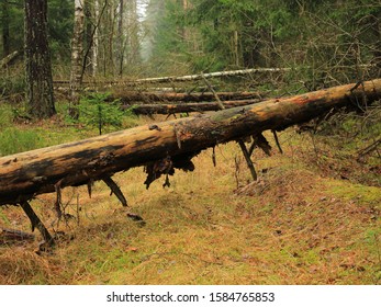 Fallen Tree Blocking The Road In The Forest