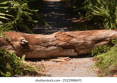A fallen tree blocking a trail.