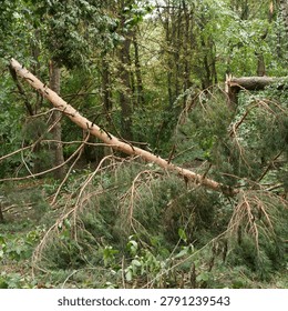 Fallen tree branches in a dense forest. Green foliage surrounds area, indicating a natural setting after a storm or strong winds