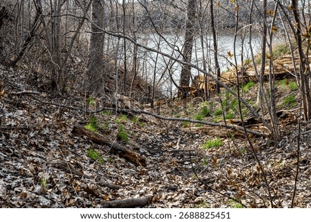 Fallen tree branches on the foliage in the background of leafless trees and a lake