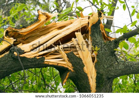 Fallen tree, broken and dangerous, danger