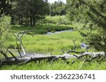 Fallen tree by the river