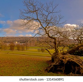 Fallen Tree At Chatsworth House