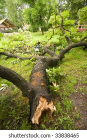 A Fallen Tree In Children's Playground