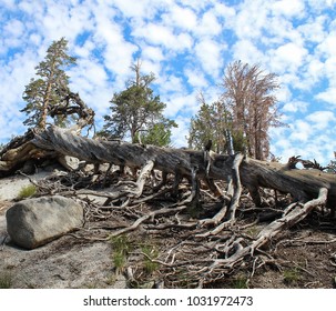 Fallen Tree With Clouds And Blue Sky, Mount Rose, Nevada