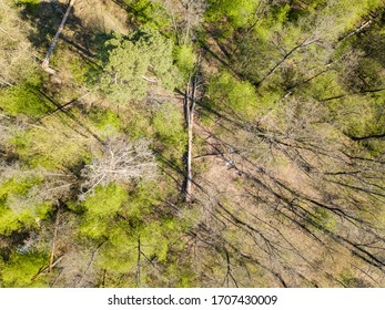 Fallen tree in the coniferous forest in spring. Aerial drone vie
