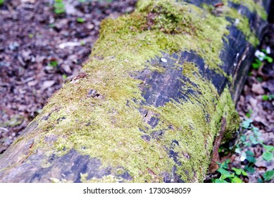 a fallen tree covered with moss in the forest close up
