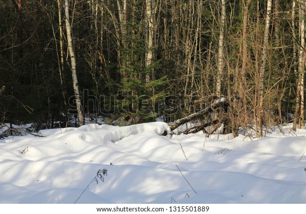fallen tree covered with snow. White snow on a
fallen tree trunk.
