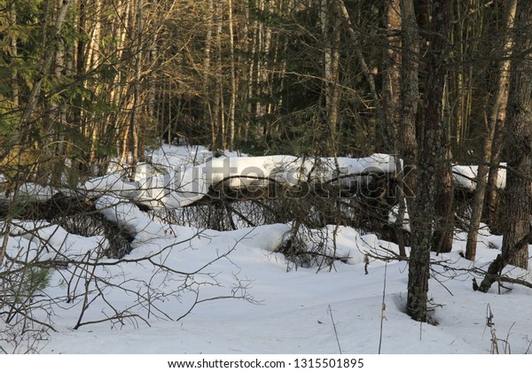 fallen tree covered with snow. White snow on a\
fallen tree trunk.