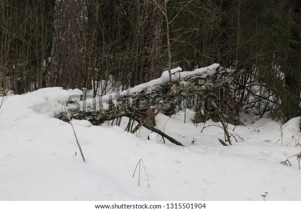 fallen tree covered with snow. White snow on a\
fallen tree trunk.