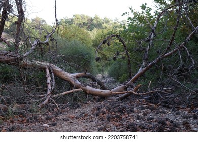 Fallen Tree In Creek Bed