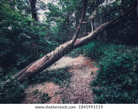 A fallen tree in a dark forest blocks the way. 