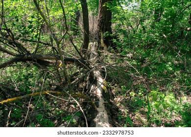 Fallen tree in dense forest among thickets