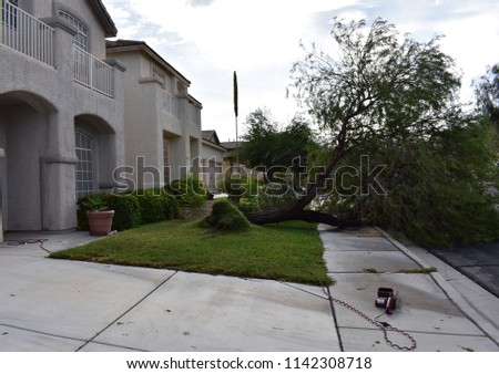 Fallen Tree Due to Microburst Storm Activity With High Winds
