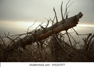 Fallen tree with a evening light in the background