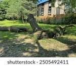 A fallen tree with exposed roots in a grassy area, surrounded by other trees and a building in the background. The scene is bright and sunny, showing a well-maintained park-like environment.