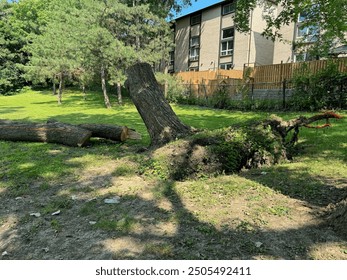 A fallen tree with exposed roots in a grassy area, surrounded by other trees and a building in the background. The scene is bright and sunny, showing a well-maintained park-like environment. - Powered by Shutterstock