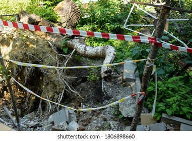 A fallen tree is fenced with a red-white tape. The tree fell and bared roots from the ground.