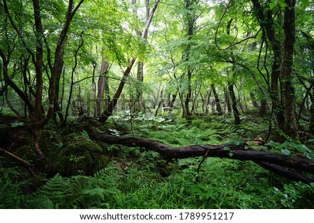 fallen tree and ferns in a dense forest