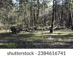 fallen tree in the forest