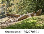 fallen tree in the forest