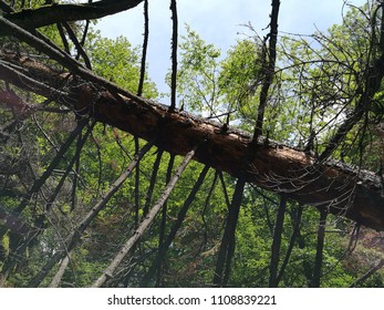 fallen tree in the forest