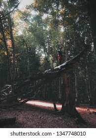 fallen tree in forest