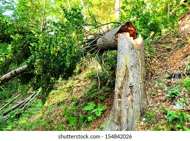 Fallen tree in the forest