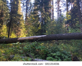 Fallen Tree in a Forest