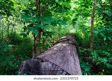 Fallen tree in the forest