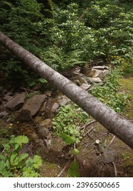 Fallen tree in the forest.