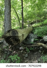 Fallen tree in forest
