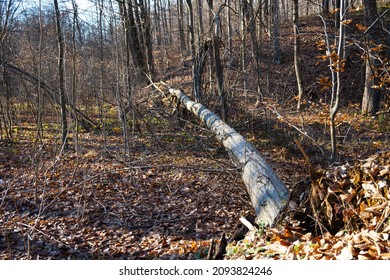Fallen tree in the forest after a strong storm. Wind-blown trees.