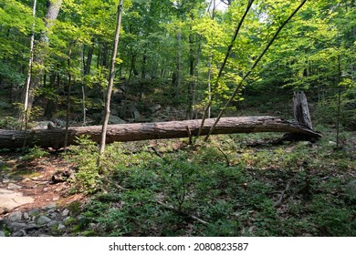 Fallen Tree In The Forest At Hudson Highlands State Park In Cold Spring New York