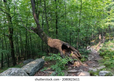 Fallen Tree In The Forest At Hudson Highlands State Park In Cold Spring New York