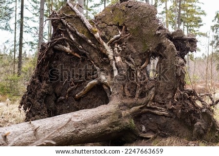 A fallen tree in the forest. Strong winds topple trees and uproot them. Natural phenomenon in the forest after heavy thunderstorms, windthrow, windsnap, blowdown.
