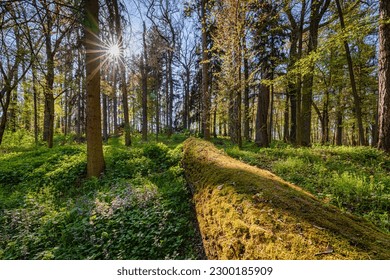 Fallen tree in forest in sunlight