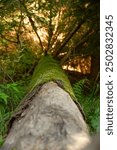 Fallen tree in the forest at sunset. Selective focus.