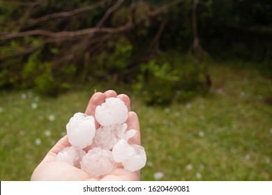 Fallen tree and hands holding large hailstones after severe hailstorm in Sydney, Australia
